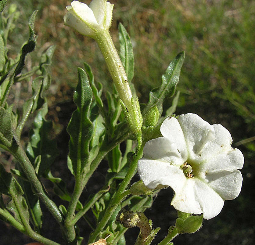 Imagem de Nicotiana corymbosa Remy