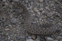 Image of Northern Pacific Rattlesnake