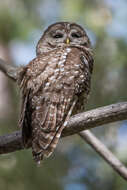 Image of Spotted Owl