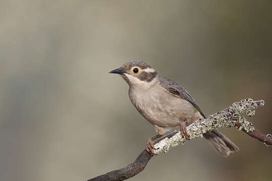 صورة Melithreptus brevirostris (Vigors & Horsfield 1827)