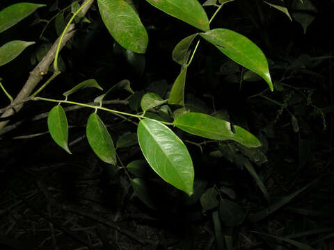 Image of pterocarpus