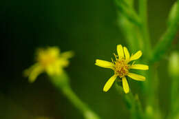 Image of Senecio pterophorus DC.