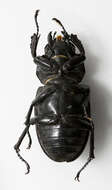 Image of Stag beetle