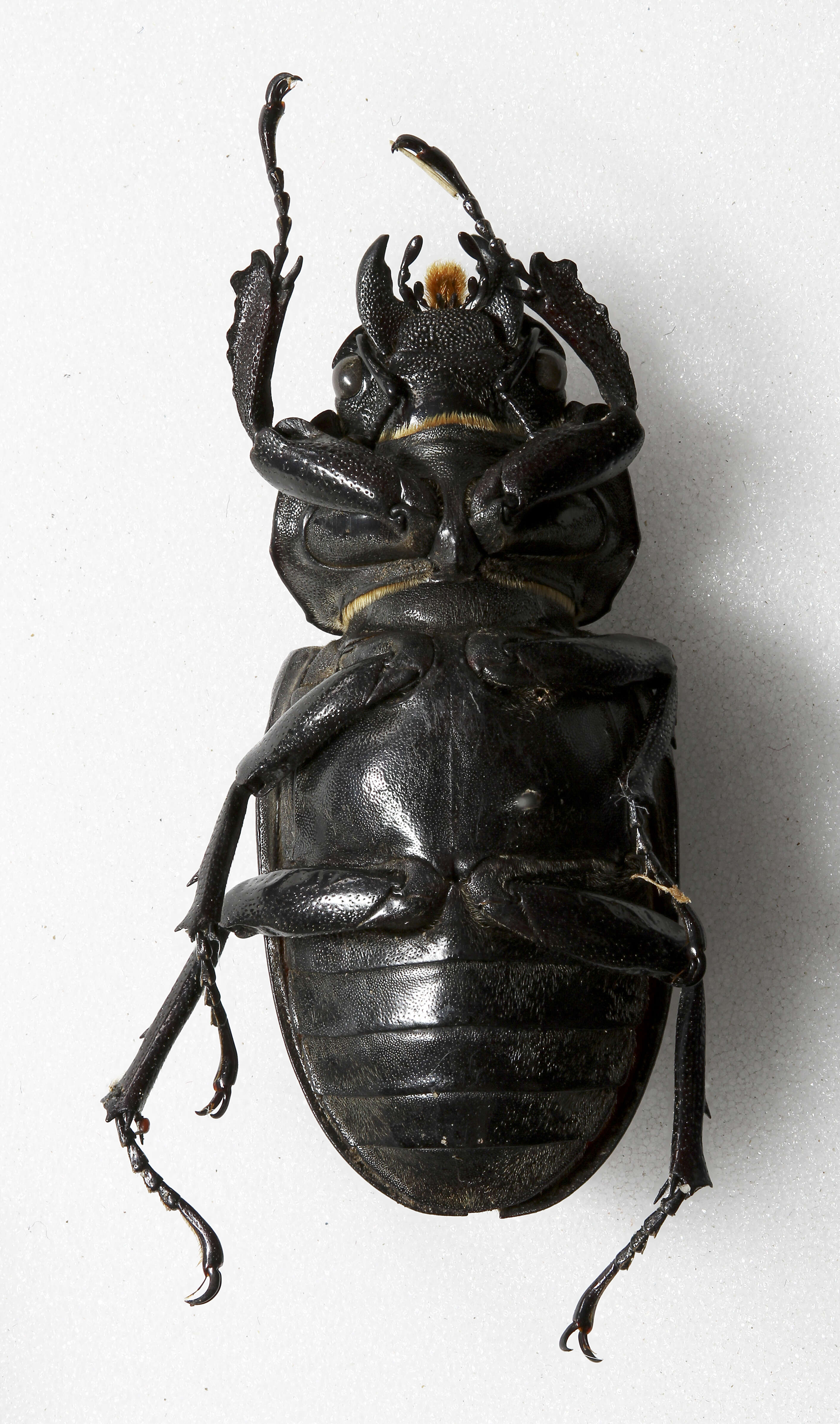 Image of Stag beetle