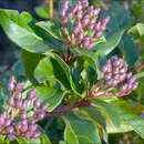 Image of Viburnum tinus subsp. tinus