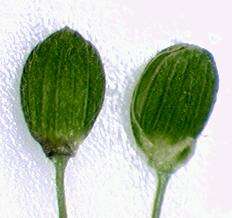 Image of roundseed panicgrass