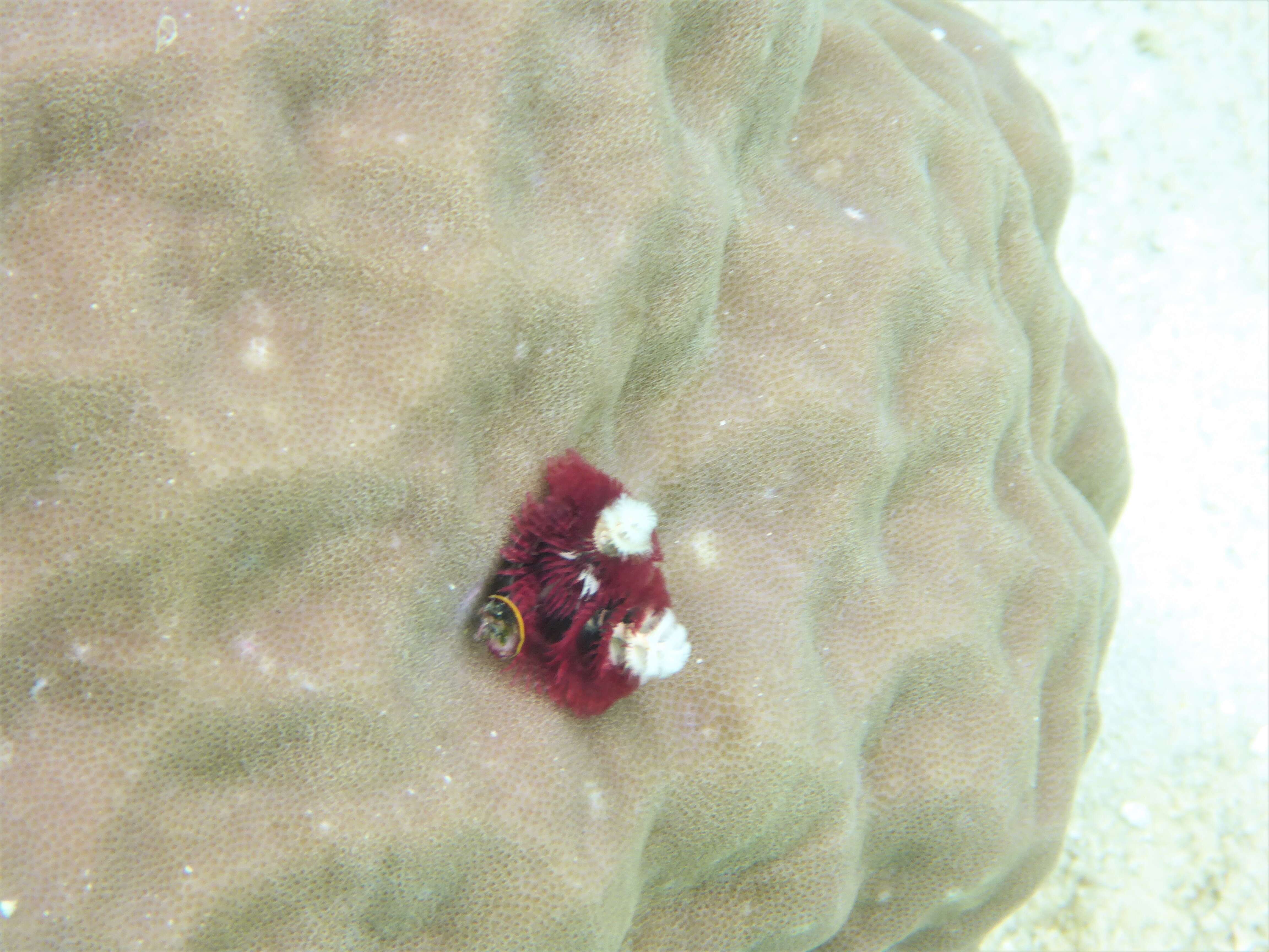 Image of calcareous tubeworms