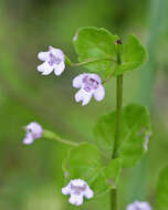 Image of clinopodium