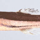 Image of Swampfish