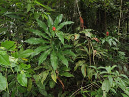 Image of Costus ricus Maas & H. Maas