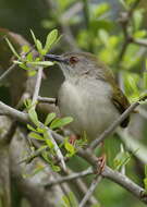 Image of Camaroptera Sundevall 1850