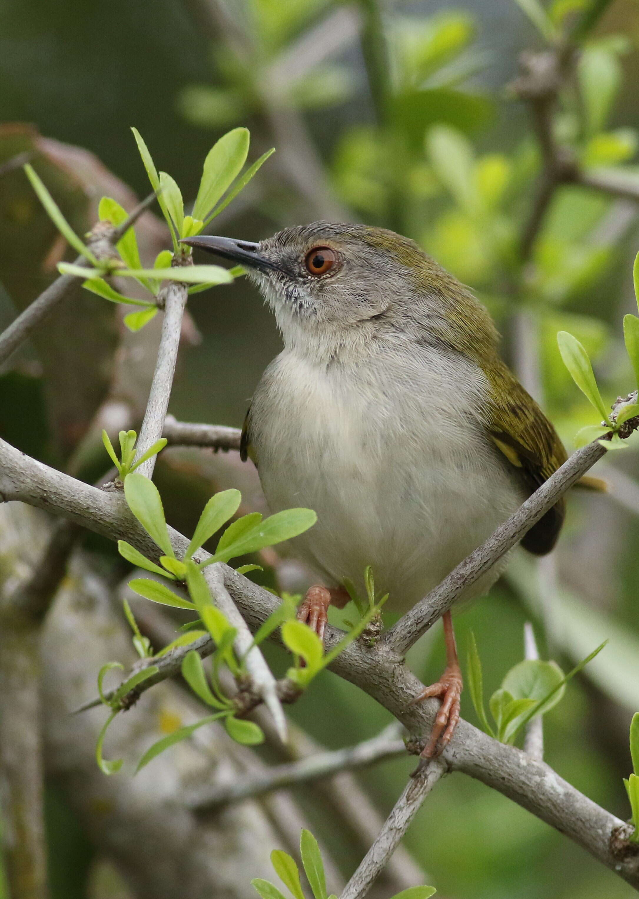 Image of Camaroptera Sundevall 1850