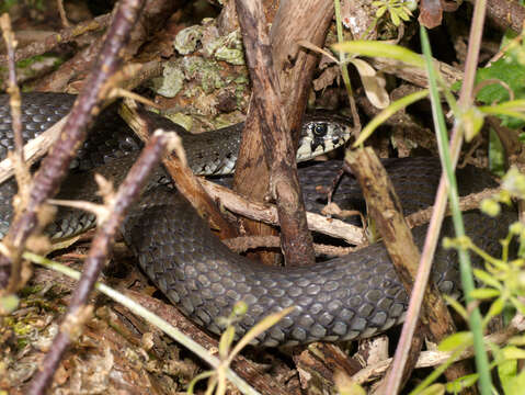 Image of Grass Snake