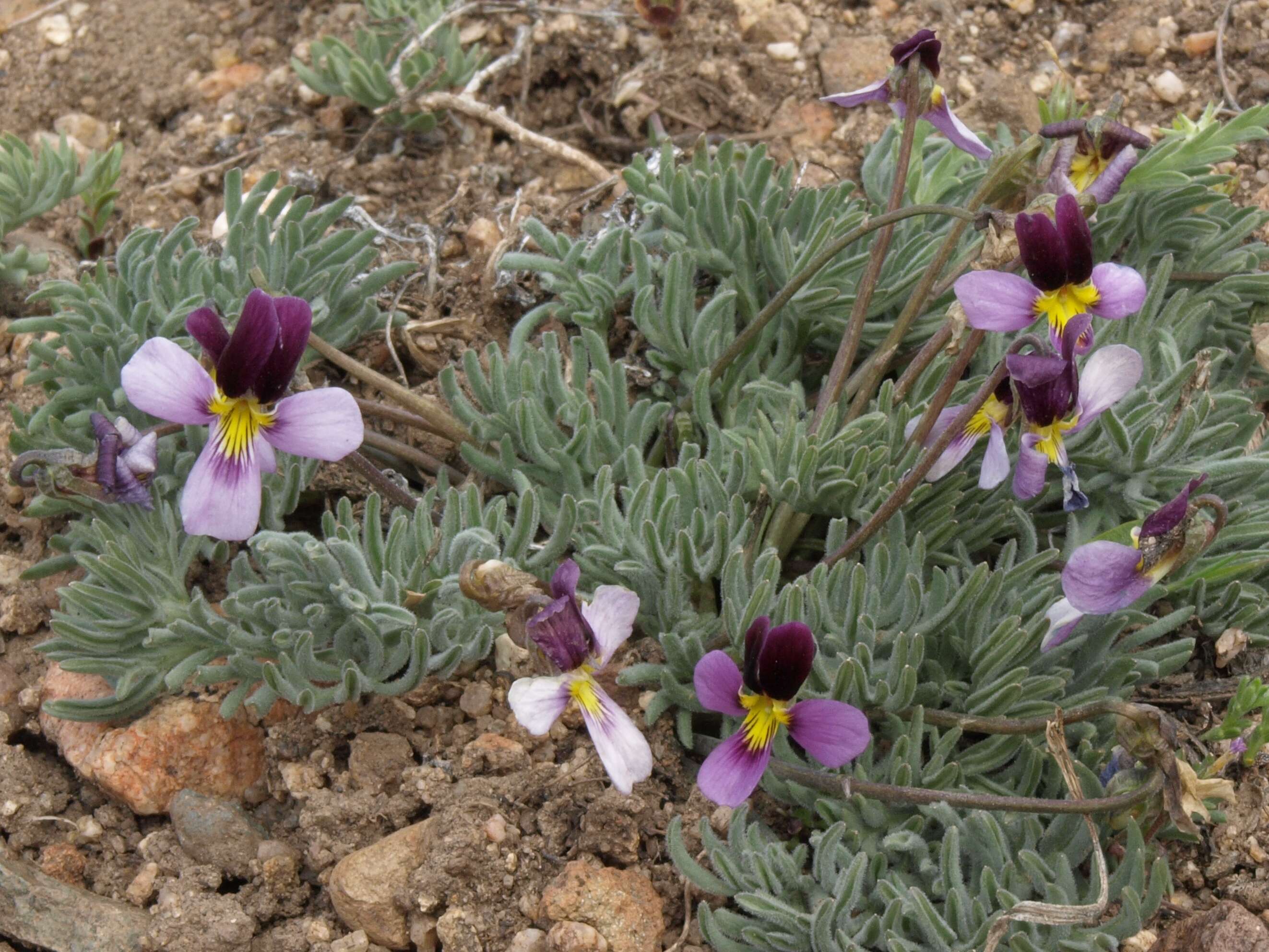Image of Beckwith's violet