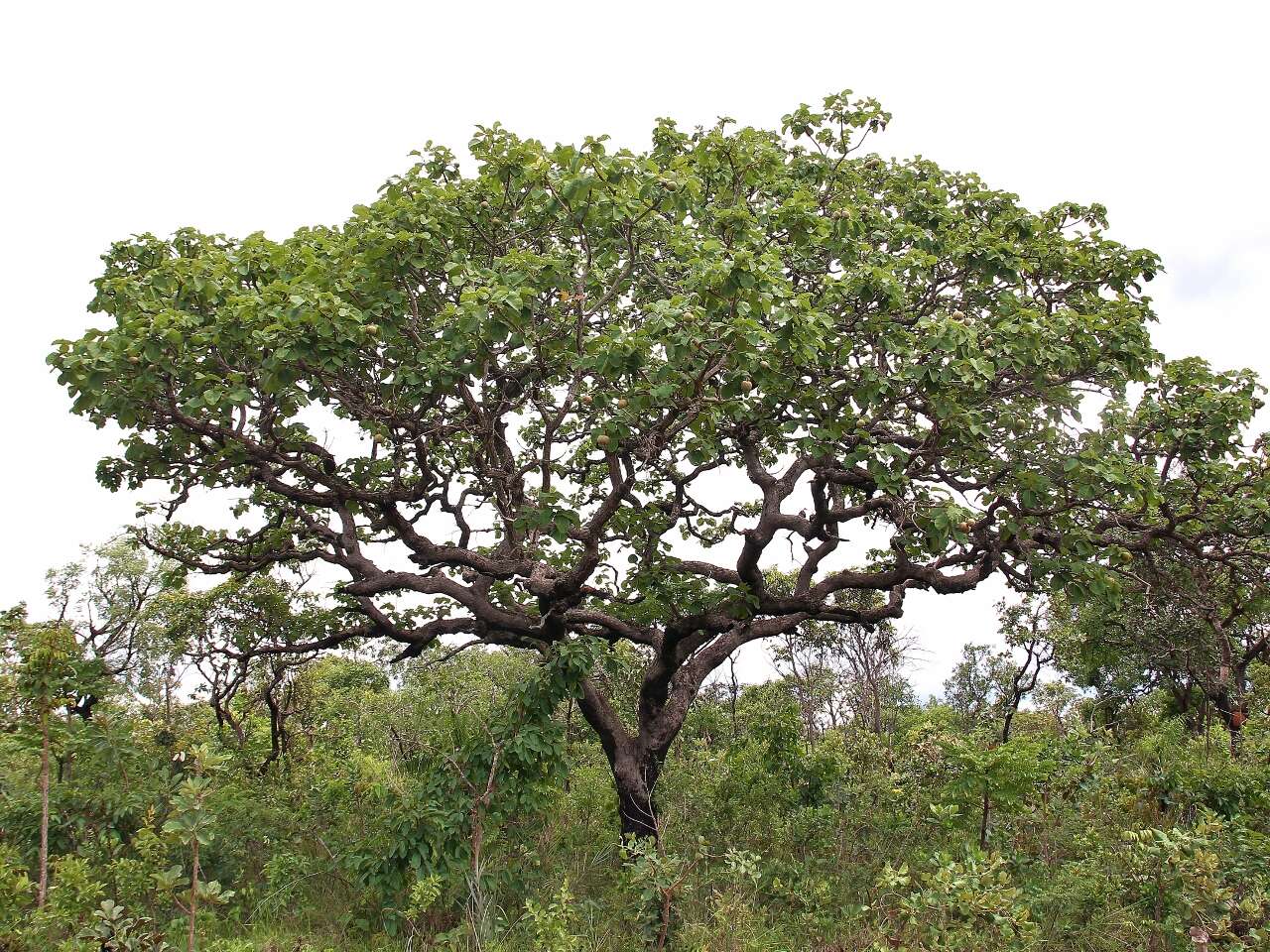 Image of Ajo