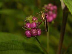 Image of threeleaf shrubverbena