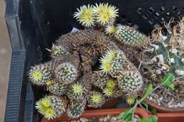 Image of Turbinicarpus krainzianus minimus