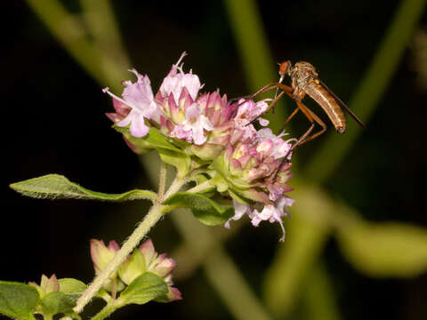 Image of Empis livida Linnaeus 1758