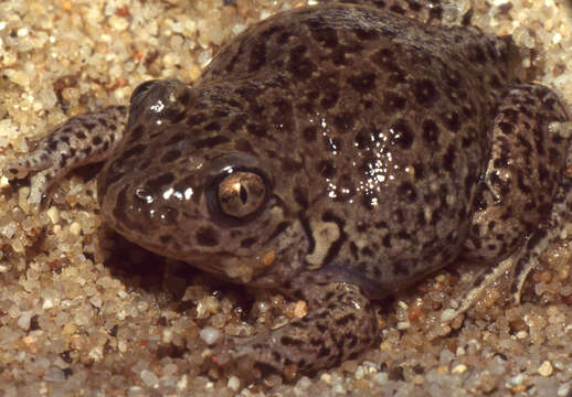 Image of european spadefoot toads