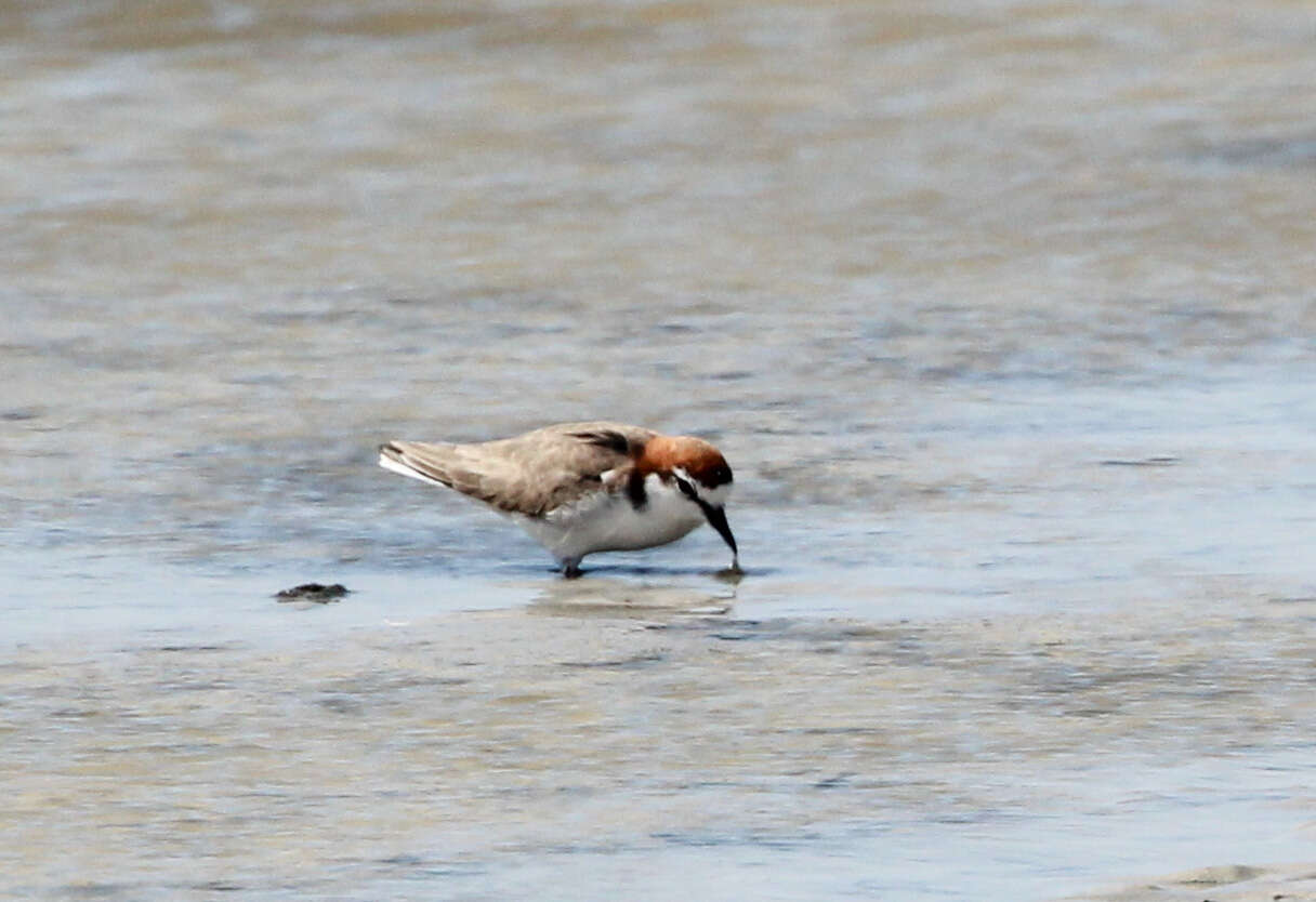 Image of Red-capped Dotterel