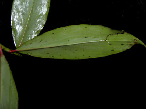 Image of Costus laevis Ruiz & Pav.