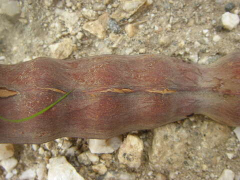 Imagem de Erythrina flabelliformis Kearney