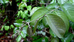 صورة Niedenzuella sericea (A. Juss.) W. R. Anderson