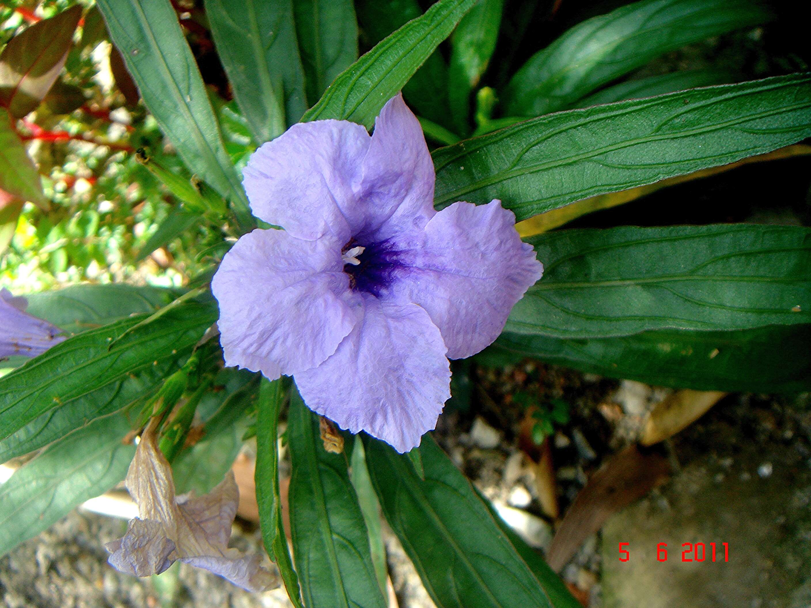 Image of Linear-Leaf Wild Petunia