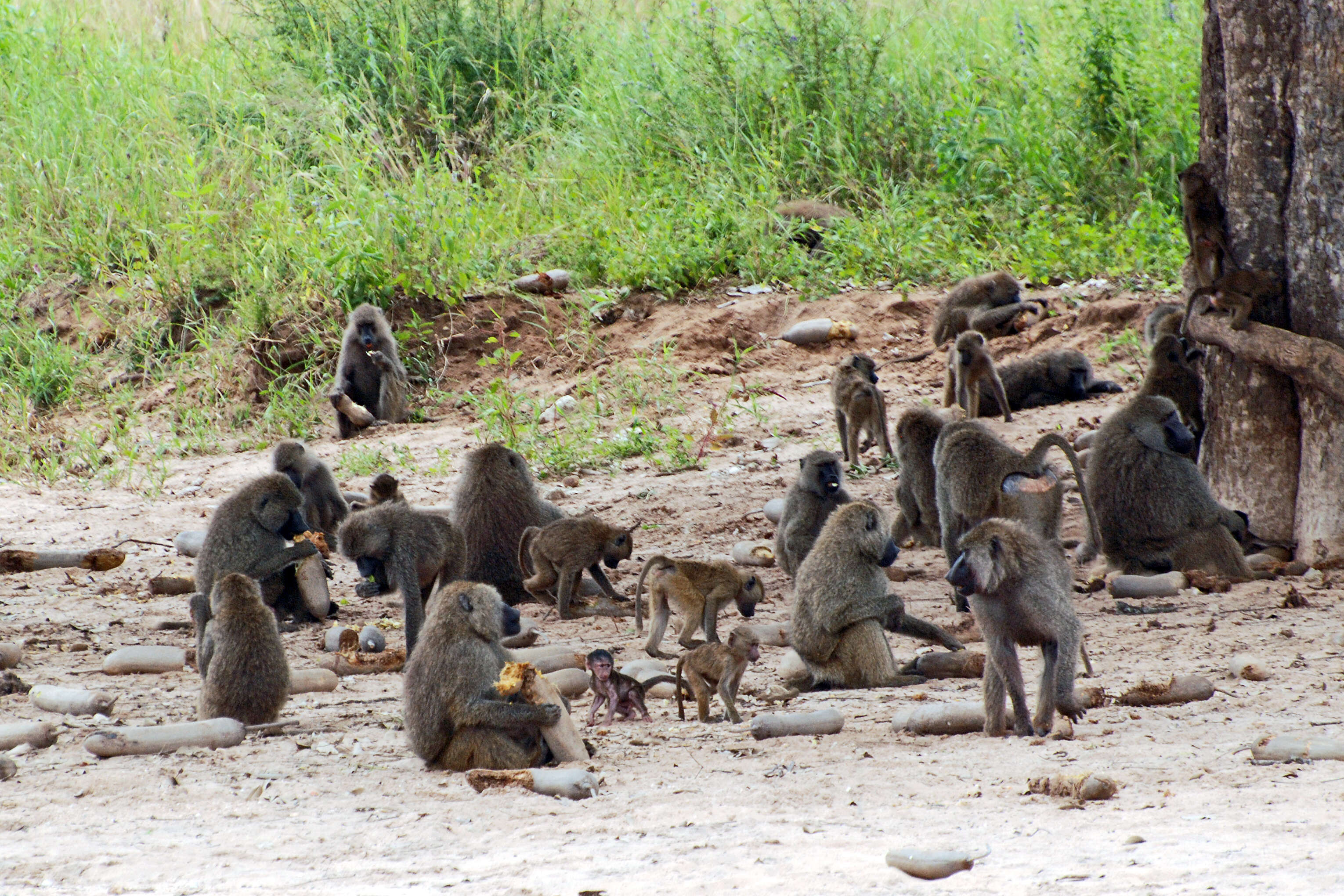 Image of Baboon