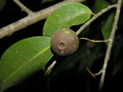 Image of Ficus pertusa L. fil.