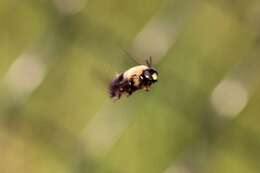 Image of carpenter bee