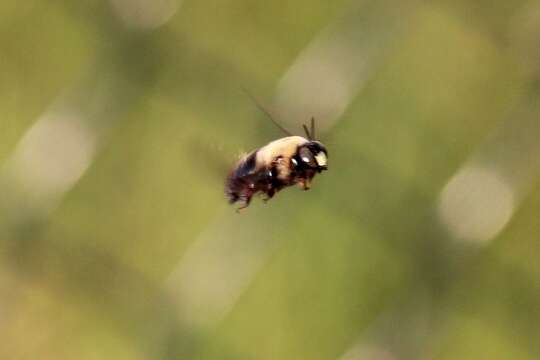 Image of Eastern Carpenter Bee