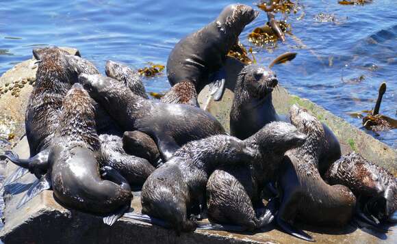 Image of Afro-Australian Fur Seal