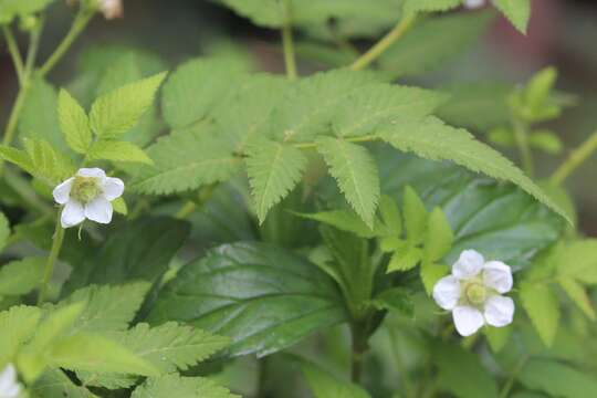 Image of West Indian raspberry