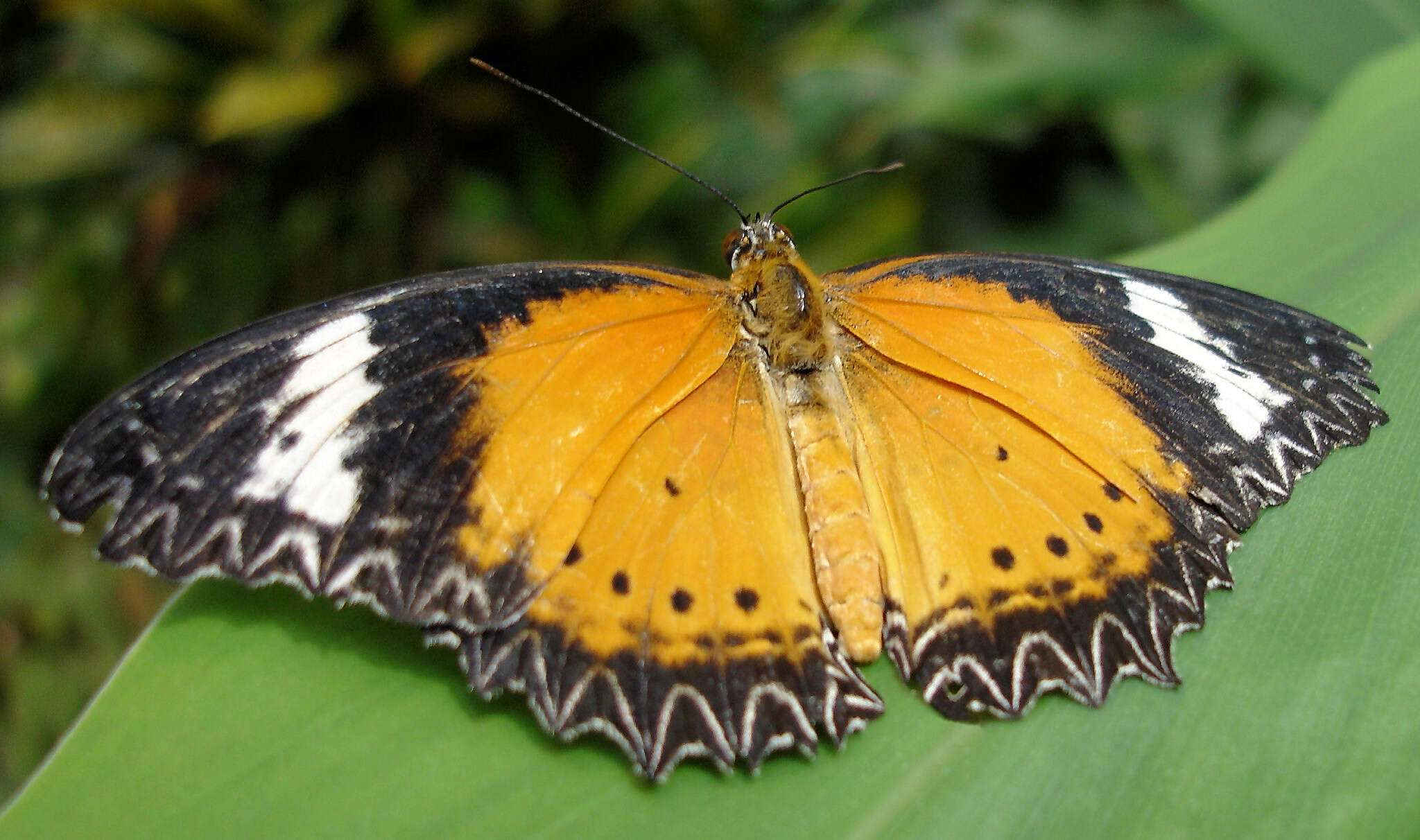 Cethosia hypsea Doubleday (1847) resmi