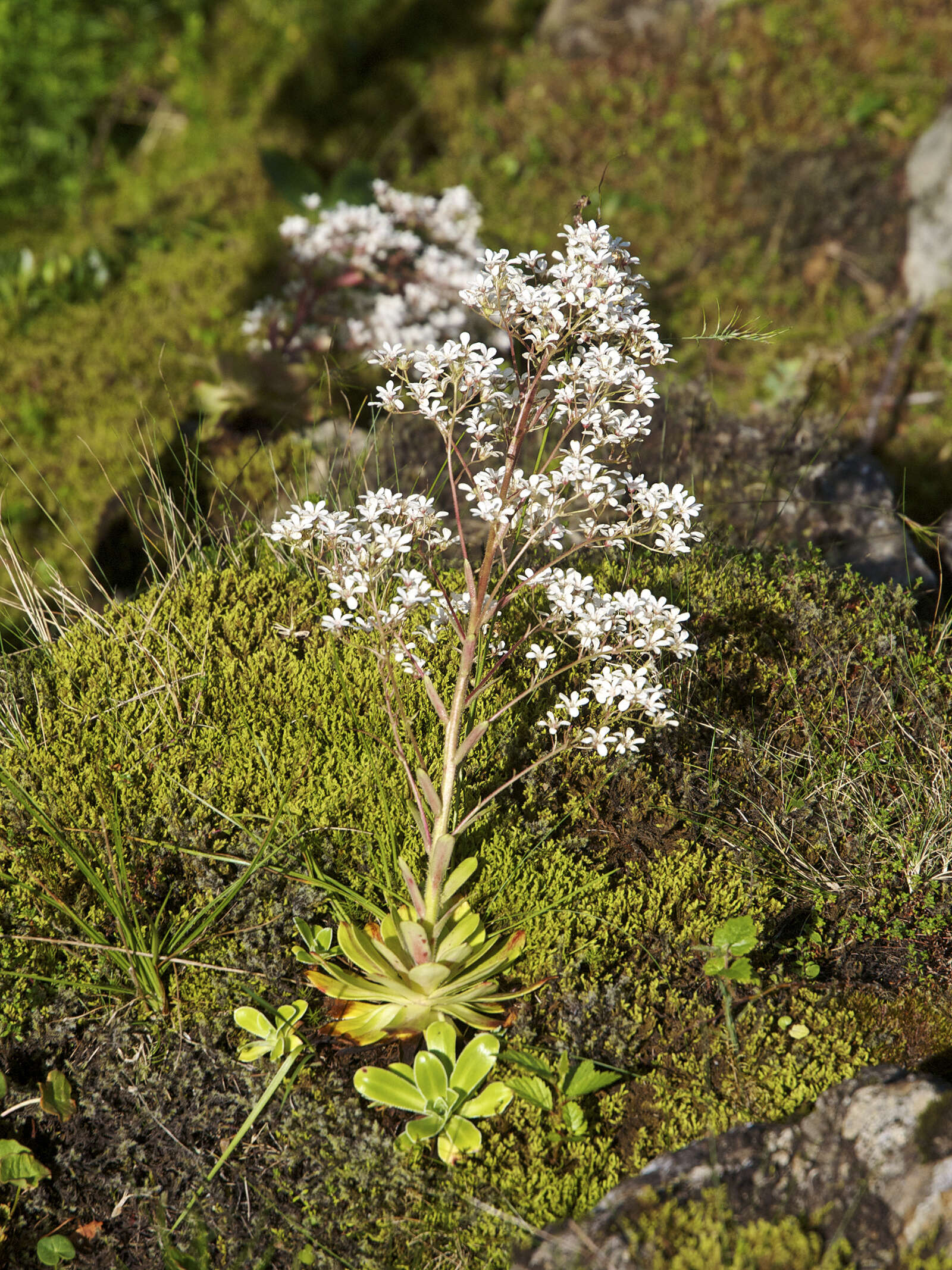 Image de Saxifraga cotyledon L.