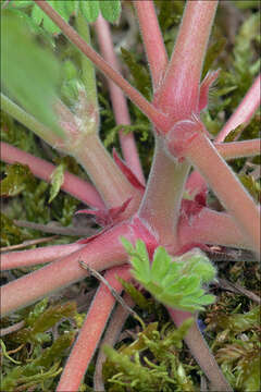 Imagem de Geranium pusillum L.