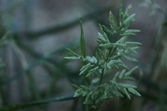 Imagem de Eragrostis