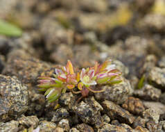 Image of Crassula decumbens Thunb.