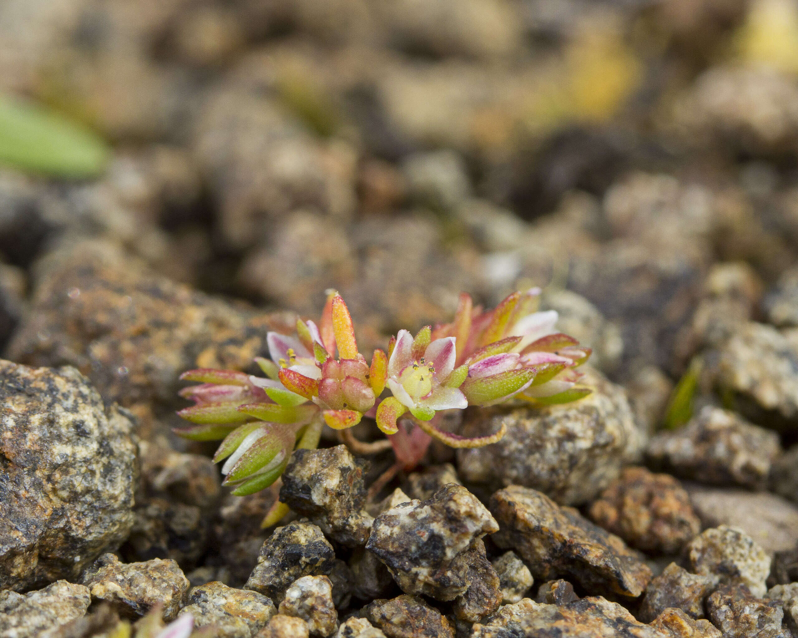 Слика од Crassula decumbens Thunb.