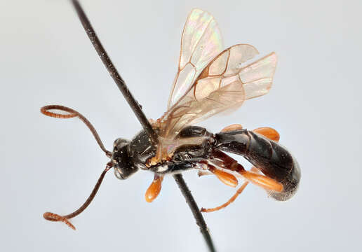 Слика од Exochus nigripalpis Thomson 1887
