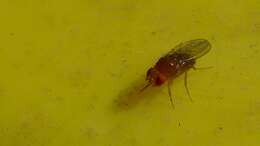 Image of fruit fly