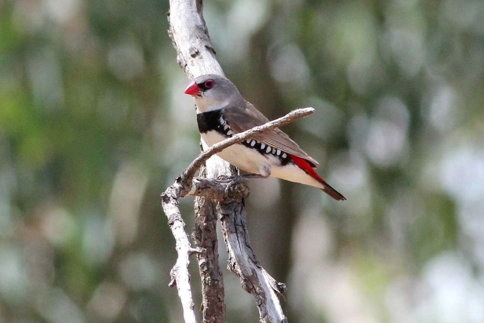 Image of firetail finches