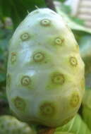 Image of Morinda