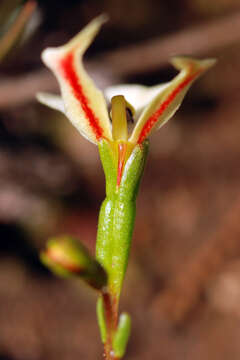 Image of Stylidium emarginatum Sonder