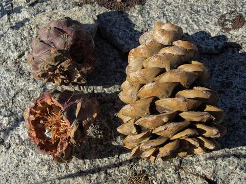 Image of whitebark pine