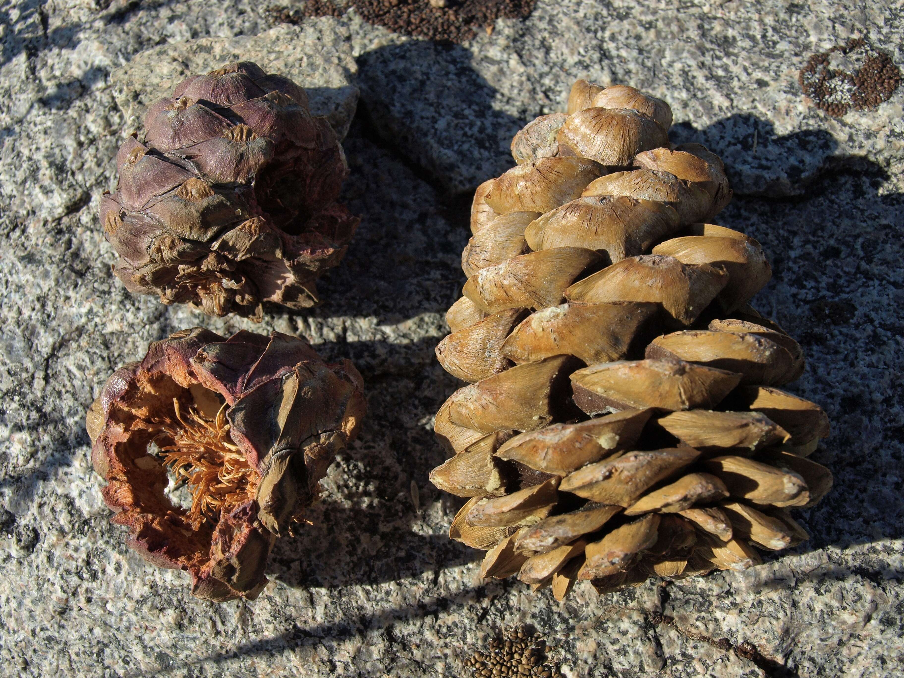 Image of whitebark pine