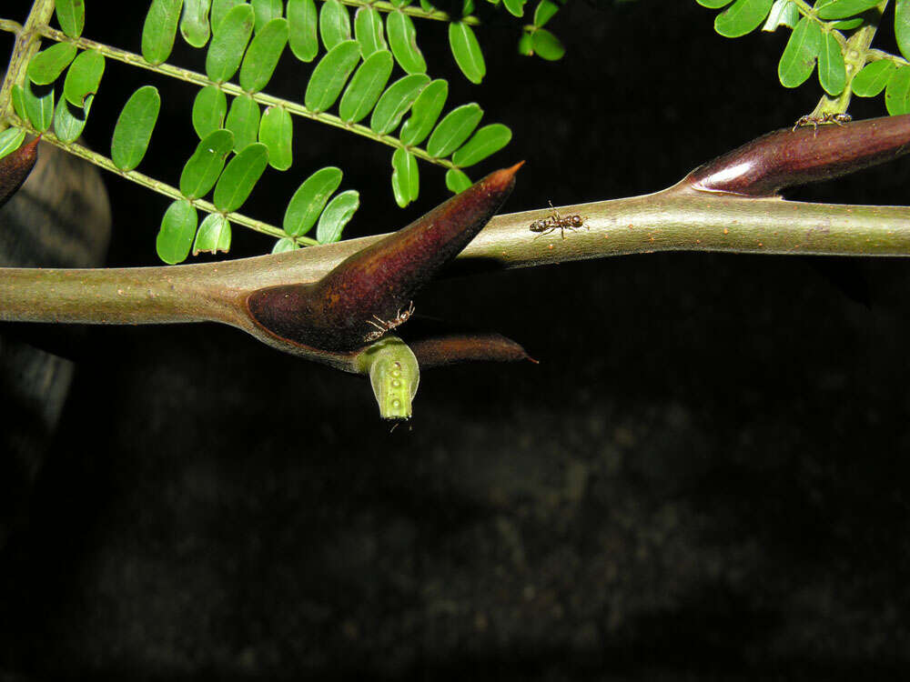 Plancia ëd Vachellia allenii (D. H. Janzen) Seigler & Ebinger