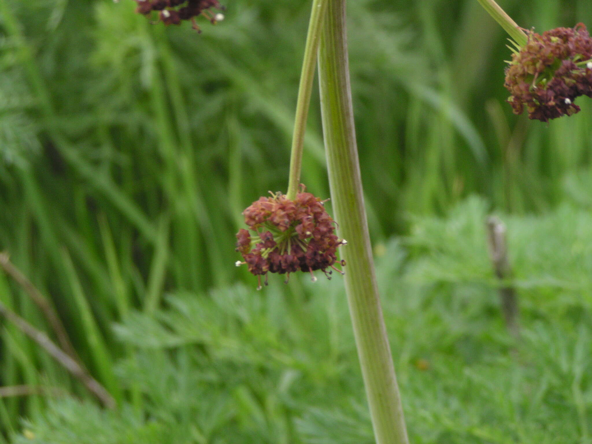 Imagem de Lomatium multifidum (Nutt.) R. P. Mc Neill & Darrach