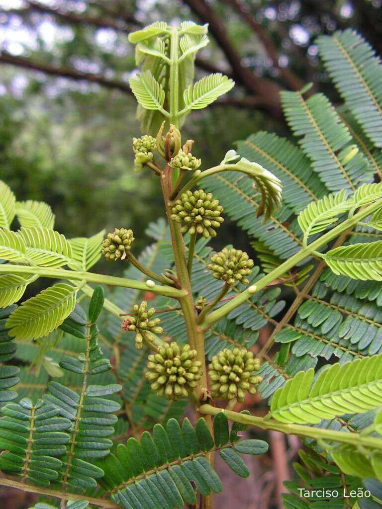 Image of Albizia pedicellaris (Dc.) L. Rico